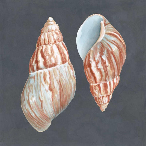 Shell on Slate V Black Ornate Wood Framed Art Print with Double Matting by Meagher, Megan