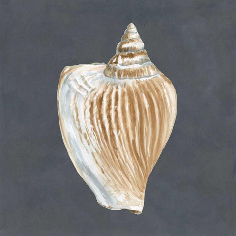 Shell on Slate VI Black Modern Wood Framed Art Print with Double Matting by Meagher, Megan