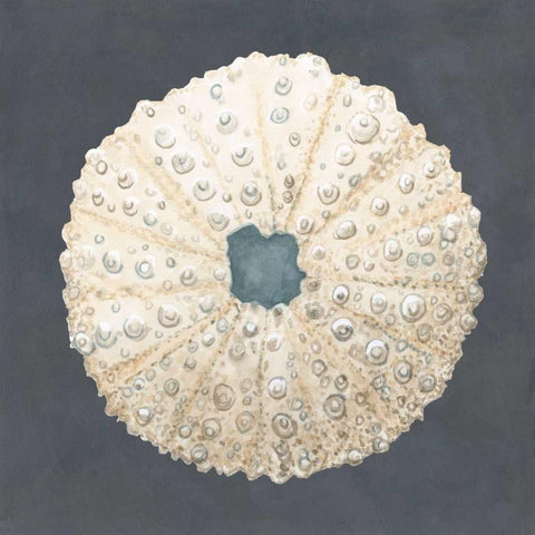 Shell on Slate VII White Modern Wood Framed Art Print by Meagher, Megan