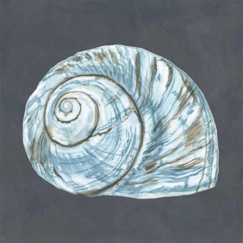 Shell on Slate VIII White Modern Wood Framed Art Print with Double Matting by Meagher, Megan