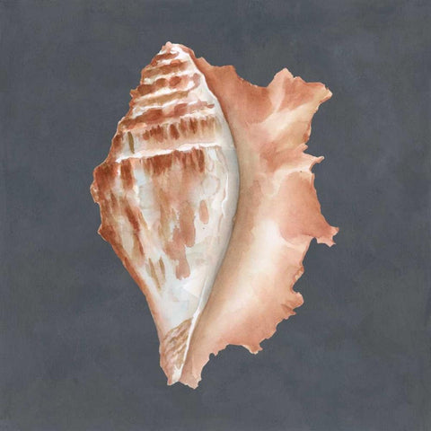 Shell on Slate IX Black Modern Wood Framed Art Print with Double Matting by Meagher, Megan