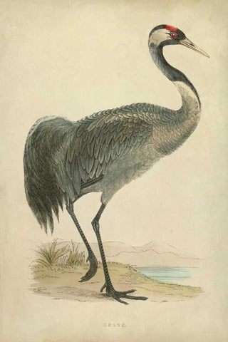 Morris Crane I White Modern Wood Framed Art Print with Double Matting by Morris