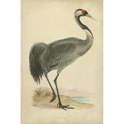 Morris Crane I White Modern Wood Framed Art Print by Morris