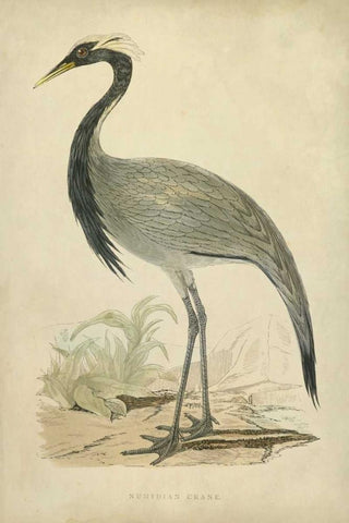 Morris Crane II Black Ornate Wood Framed Art Print with Double Matting by Morris