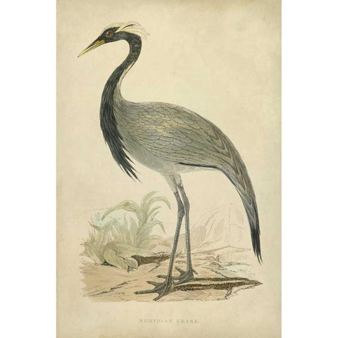 Morris Crane II Black Modern Wood Framed Art Print with Double Matting by Morris