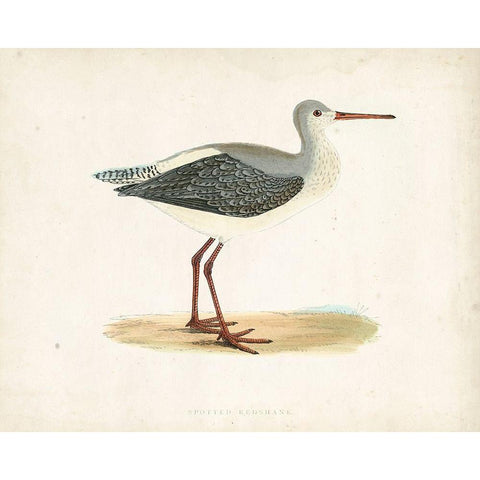 Morris Sandpiper I White Modern Wood Framed Art Print by Morris