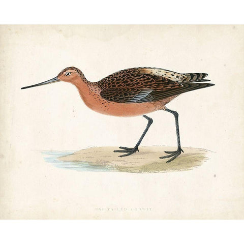 Morris Sandpiper II White Modern Wood Framed Art Print by Morris
