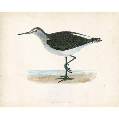 Morris Sandpiper VI Black Modern Wood Framed Art Print with Double Matting by Morris