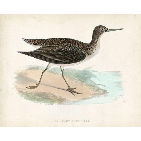 Morris Sandpiper VII Black Modern Wood Framed Art Print with Double Matting by Morris
