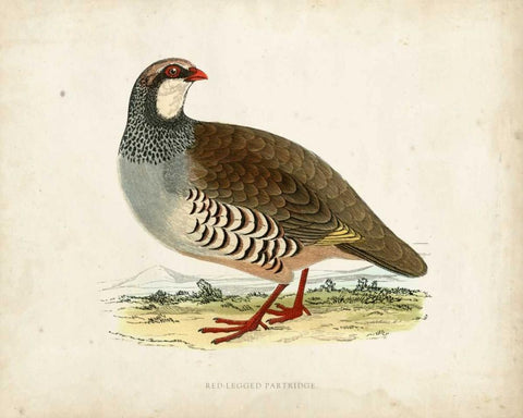 Morris Pheasants II White Modern Wood Framed Art Print with Double Matting by Morris