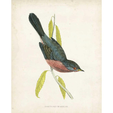 Morris Dartford Warbler Black Modern Wood Framed Art Print with Double Matting by Morris