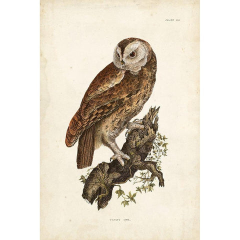 Tawny Owl White Modern Wood Framed Art Print by Selby, John