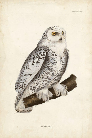 Snowy Owl White Modern Wood Framed Art Print with Double Matting by Selby, John