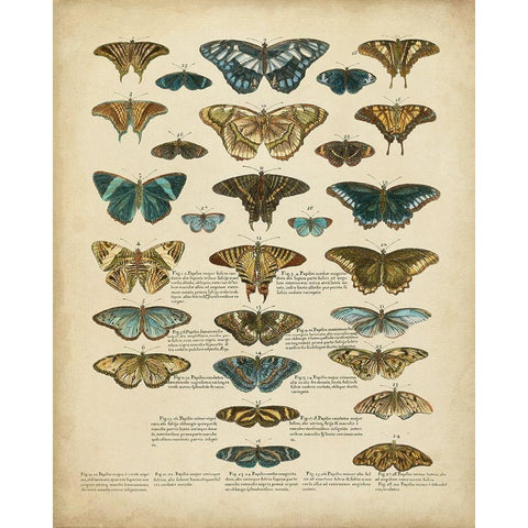 Tabula de Papilio White Modern Wood Framed Art Print by Sloan