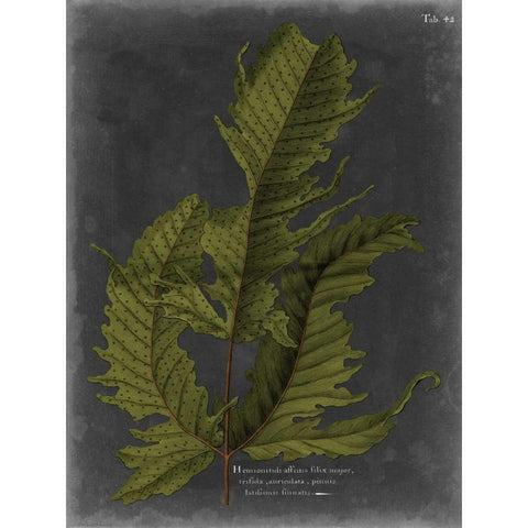 Foliage Dramatique I Black Modern Wood Framed Art Print by Vision Studio