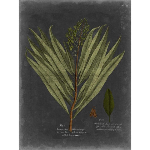 Foliage Dramatique II Black Modern Wood Framed Art Print by Vision Studio