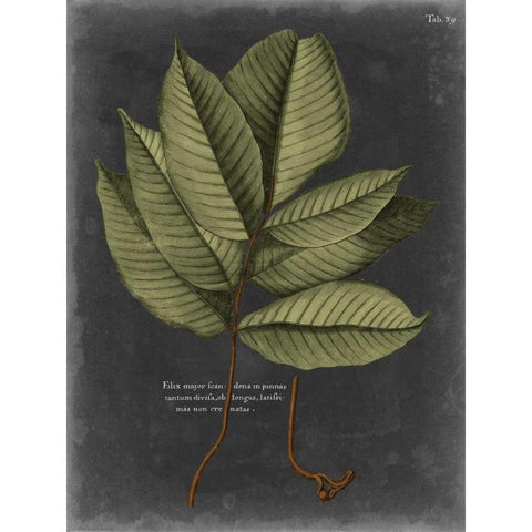 Foliage Dramatique III White Modern Wood Framed Art Print by Vision Studio