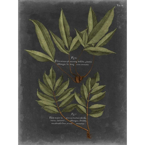 Foliage Dramatique IV Black Modern Wood Framed Art Print with Double Matting by Vision Studio