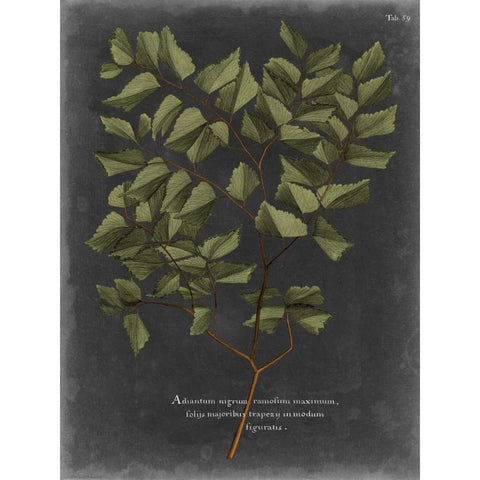 Foliage Dramatique V White Modern Wood Framed Art Print by Vision Studio