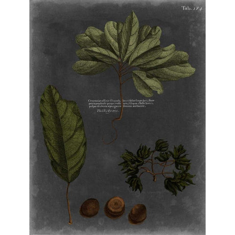 Foliage Dramatique VI Black Modern Wood Framed Art Print with Double Matting by Vision Studio