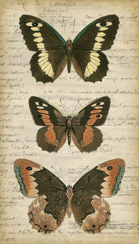 Butterfly Script I Black Ornate Wood Framed Art Print with Double Matting by Vision Studio