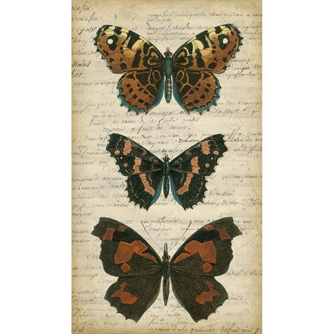 Butterfly Script II Black Modern Wood Framed Art Print with Double Matting by Vision Studio