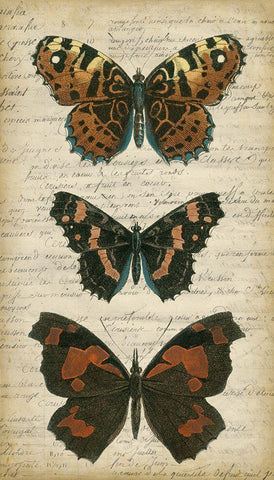 Butterfly Script II Black Ornate Wood Framed Art Print with Double Matting by Vision Studio