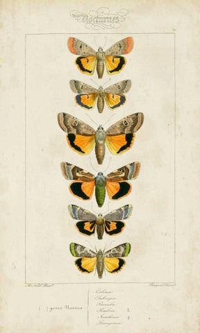 Pauquet Butterflies I Black Ornate Wood Framed Art Print with Double Matting by Pauquet