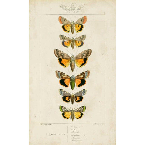 Pauquet Butterflies I Black Modern Wood Framed Art Print by Pauquet