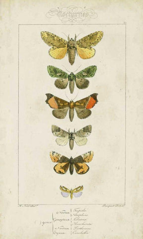 Pauquet Butterflies II Black Ornate Wood Framed Art Print with Double Matting by Pauquet