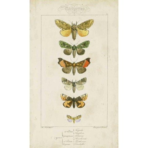 Pauquet Butterflies II Black Modern Wood Framed Art Print by Pauquet