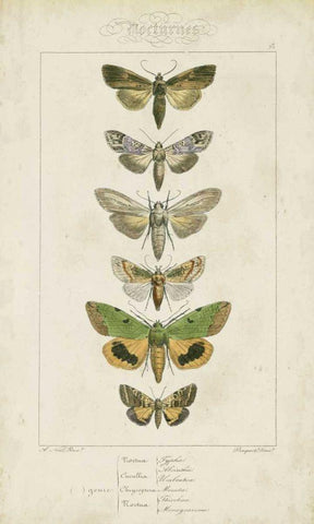 Pauquet Butterflies III Black Ornate Wood Framed Art Print with Double Matting by Pauquet