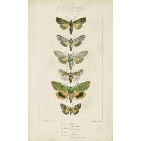 Pauquet Butterflies III Gold Ornate Wood Framed Art Print with Double Matting by Pauquet