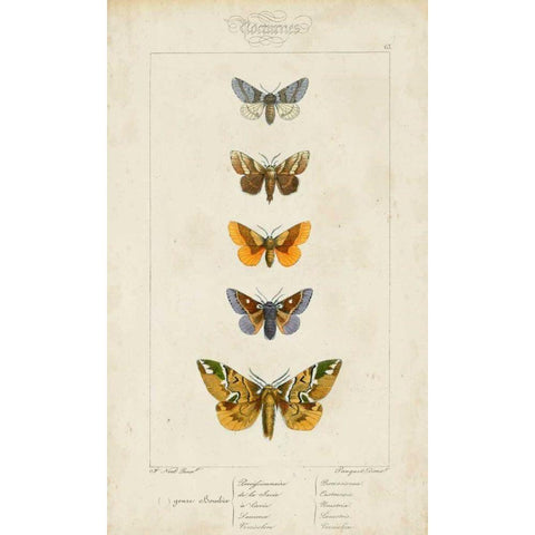 Pauquet Butterflies IV White Modern Wood Framed Art Print by Pauquet