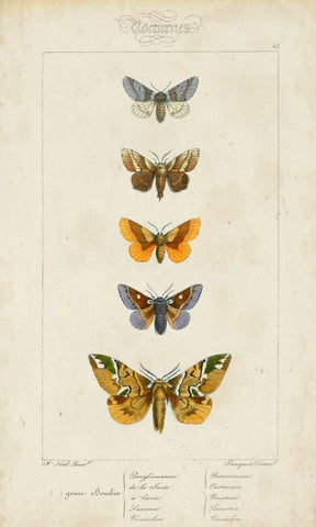 Pauquet Butterflies IV White Modern Wood Framed Art Print with Double Matting by Pauquet