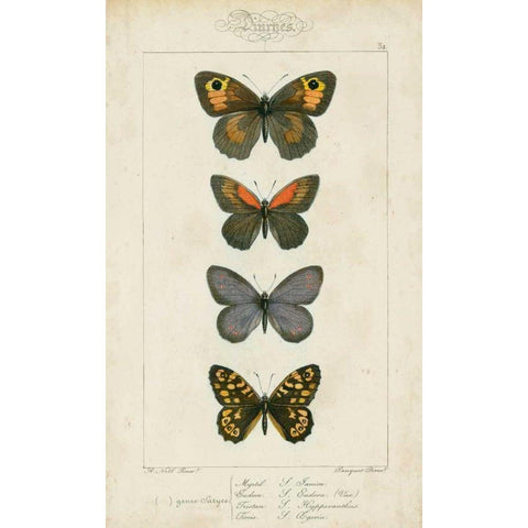 Pauquet Butterflies V Black Modern Wood Framed Art Print with Double Matting by Pauquet