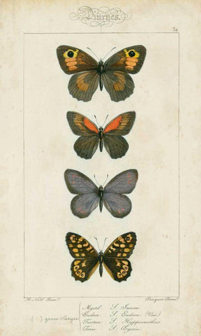 Pauquet Butterflies V Black Ornate Wood Framed Art Print with Double Matting by Pauquet