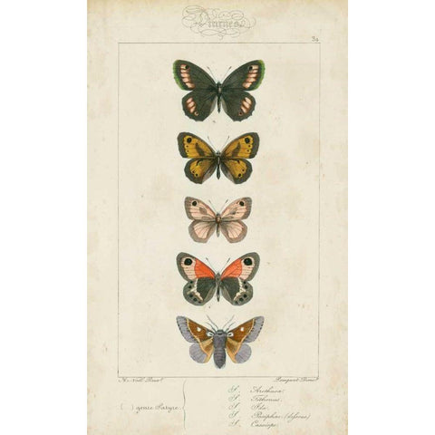 Pauquet Butterflies VI White Modern Wood Framed Art Print by Pauquet