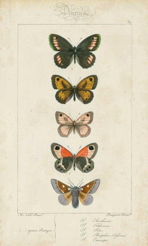 Pauquet Butterflies VI White Modern Wood Framed Art Print with Double Matting by Pauquet