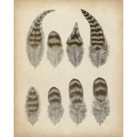 Vintage Feathers I Black Modern Wood Framed Art Print with Double Matting by Unknown