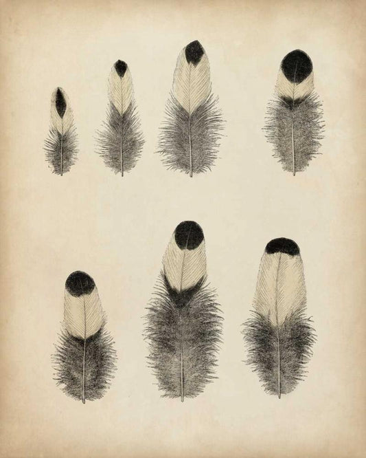 Image Only