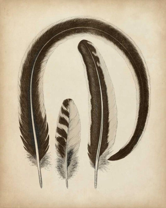 Image Only