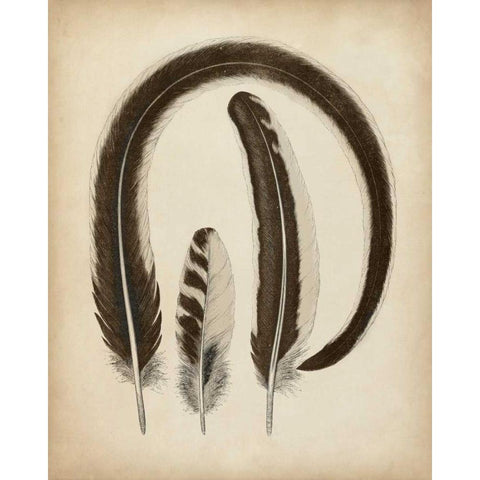 Vintage Feathers III Black Modern Wood Framed Art Print by Unknown