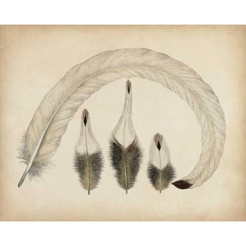 Vintage Feathers IV White Modern Wood Framed Art Print by Unknown