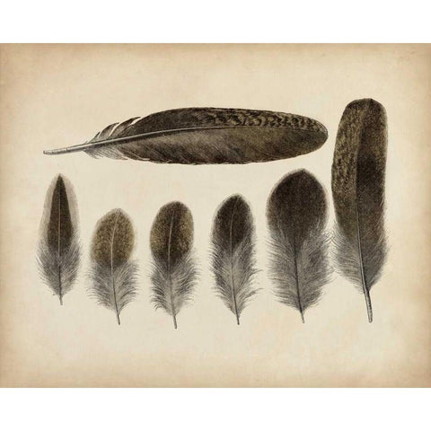 Vintage Feathers VI Black Modern Wood Framed Art Print by Unknown