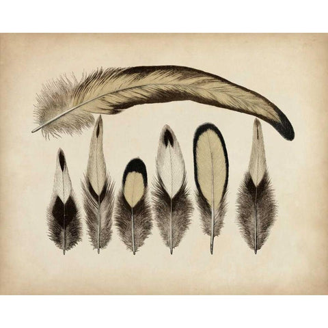 Vintage Feathers VII Black Modern Wood Framed Art Print with Double Matting by Unknown
