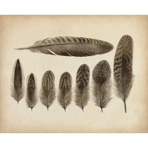 Vintage Feathers VIII Black Modern Wood Framed Art Print by Unknown