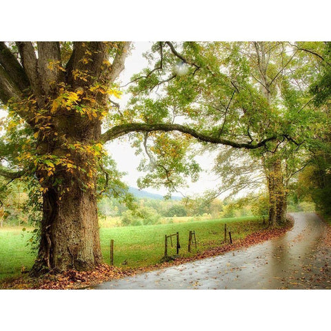 Wet Path White Modern Wood Framed Art Print by Head, Danny