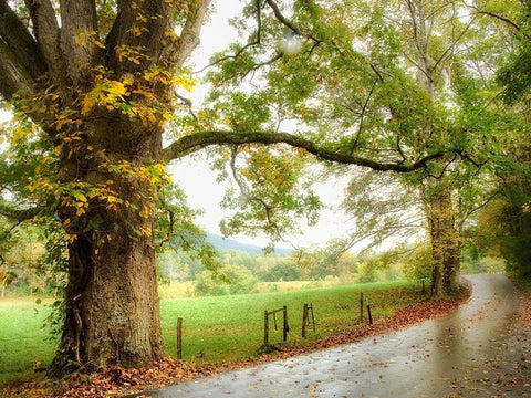 Wet Path Black Ornate Wood Framed Art Print with Double Matting by Head, Danny