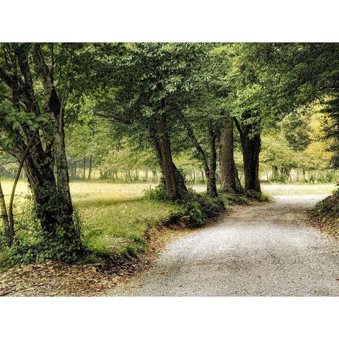 Path in the Country Black Modern Wood Framed Art Print with Double Matting by Head, Danny